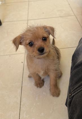 גורים מגזע קטן עד 3 קילו