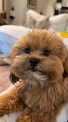 גורי שיפו רמה גבוהה