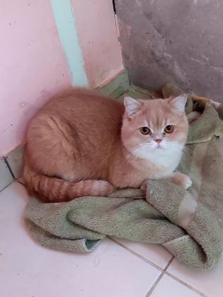 חתול בריטי בן שנה וחצי,לא מסורס