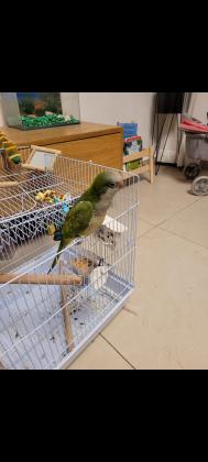 תוכי קוואקר מהמםנהנה מליטופים מהמם