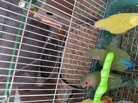 תוכי אהבה בצבעים יפים צהוב 150ירוק ב50