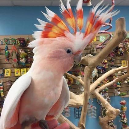 יש לנו תוכי קקדו מקסים