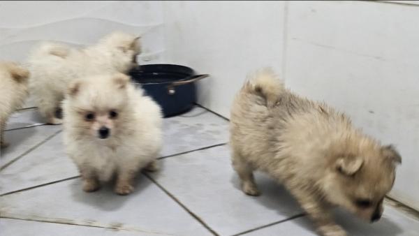 למכירה גורי פומרניאן יפיפיים 3