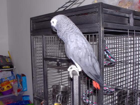 תוכי ג'אקו בן 5 שנים