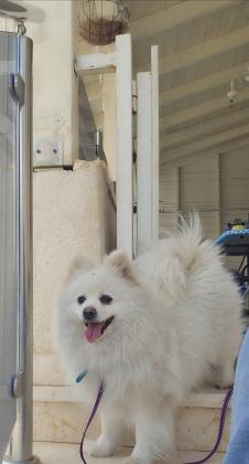 למכירה גורי פומרניאן יפיפיים 3