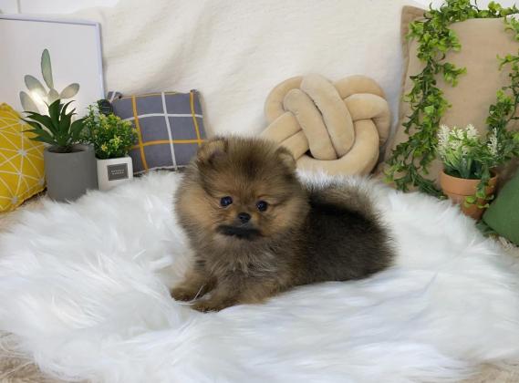 יש לנו גורי פומרניאן מקסימים