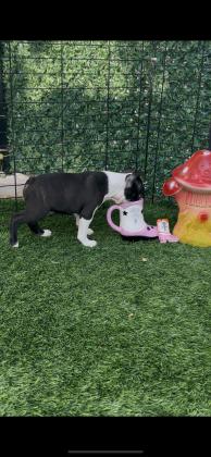 בוסטון טרייר עם תעודות יוחסין