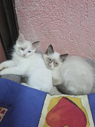 גורות רגדול בגיל 2