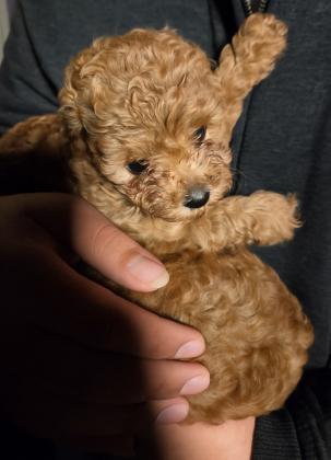 גורי פודל טוי