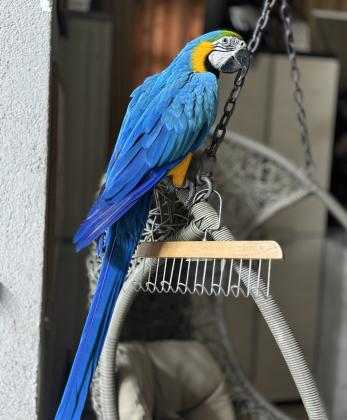 ארה בלו& גולד האכלת יד