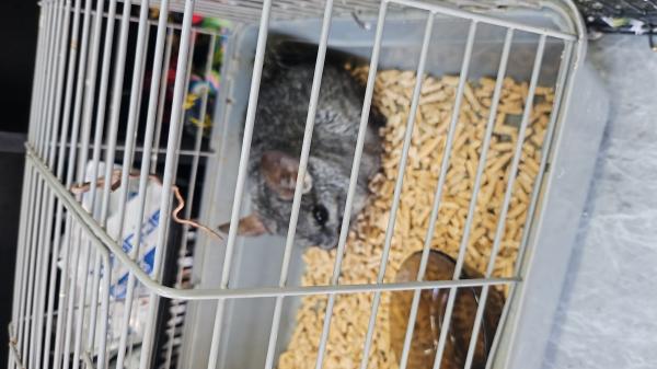 צינצילה חביבה על ילדים