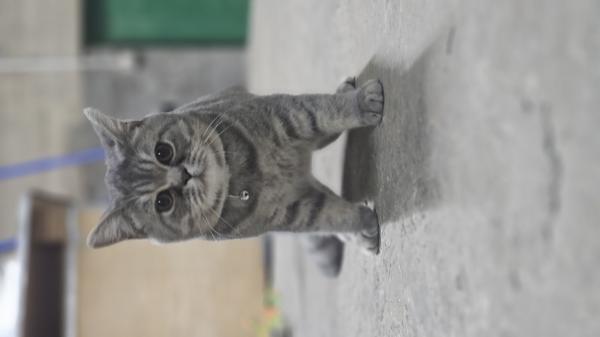 חתול סקוטי מתוק