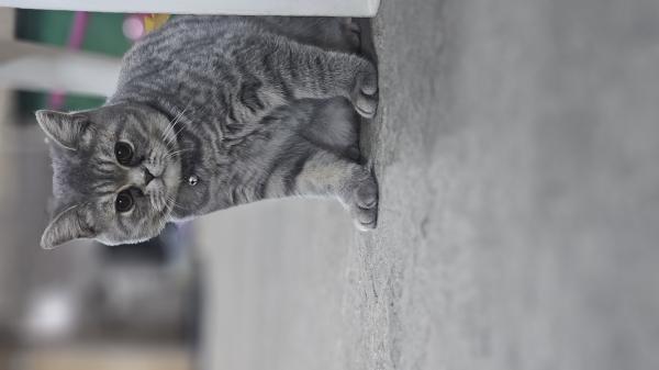 חתול סקוטי מתוק