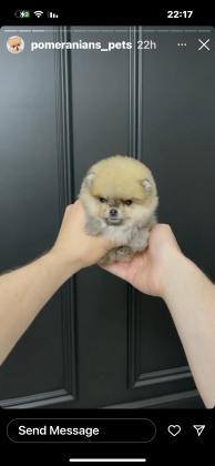 גורי פומרניין דובי בצבע קרם