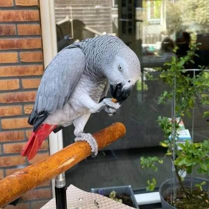 תוכים אפריקאים מקסימים לאימוץ חינם