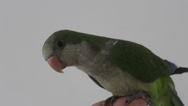 אכלת יד ברמה גבוהה, יפה,מדבר