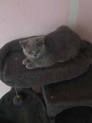 גורים סקוטי בני 3