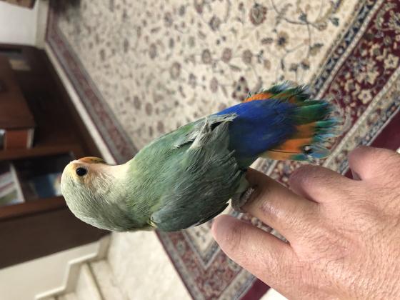 ציפור אהבה האכלת יד לא