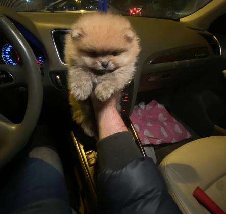 גורי פומרניין דובי בצבע קרם