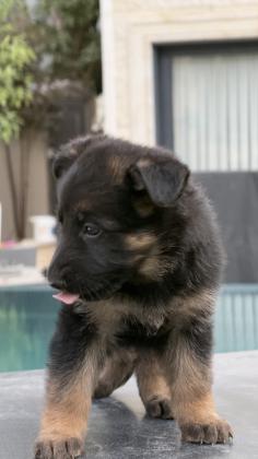 גור רועה גרמני נשאר נקבה אחרונה גזעית