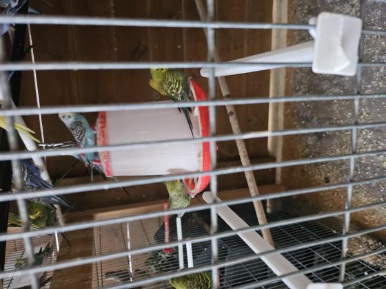 תוכונים במיגוון צבעים