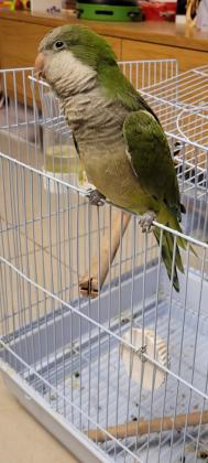 תוכי קוואקר מהמםנהנה מליטופים מהמם