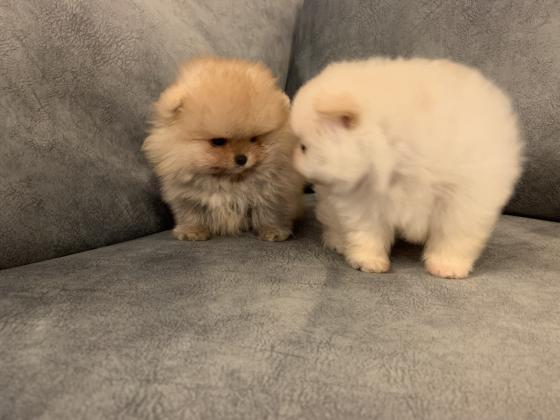 גורי פומרניין דובי בצבע קרם