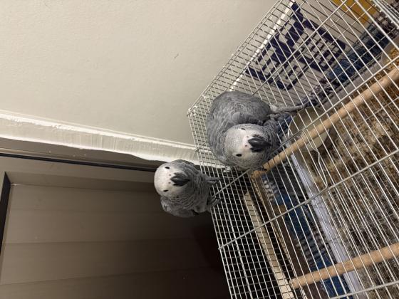 גאקו בן 3 חודשים שתי גוזלים יפות