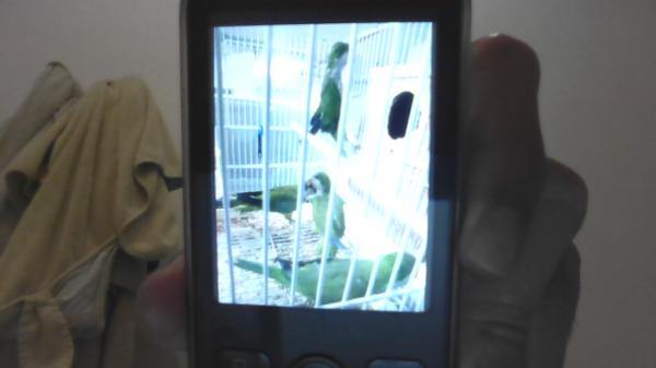 למכירה 4 תוכים יפים וחמודים