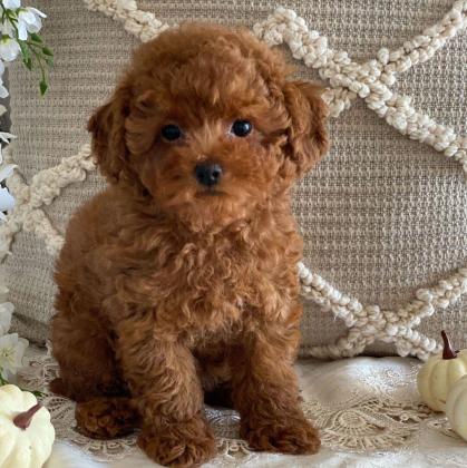 גורי פודל זכרים ונקבות חמודים