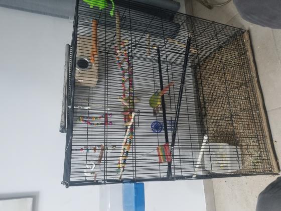 זוג קוניוריים ( גרינצ'יק )