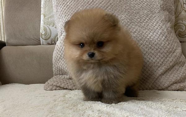 גורי פומרניין בצבע קרם נמסרים