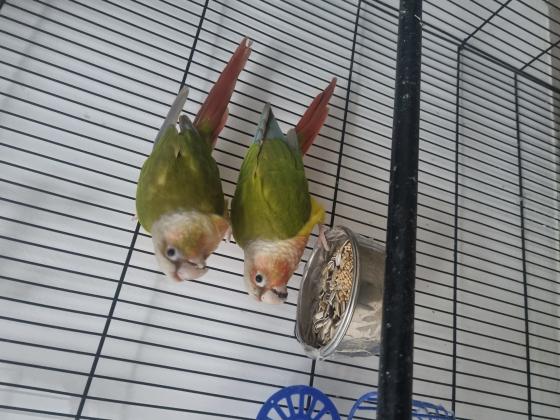 זוג קוניוריים ( גרינצ'יק )