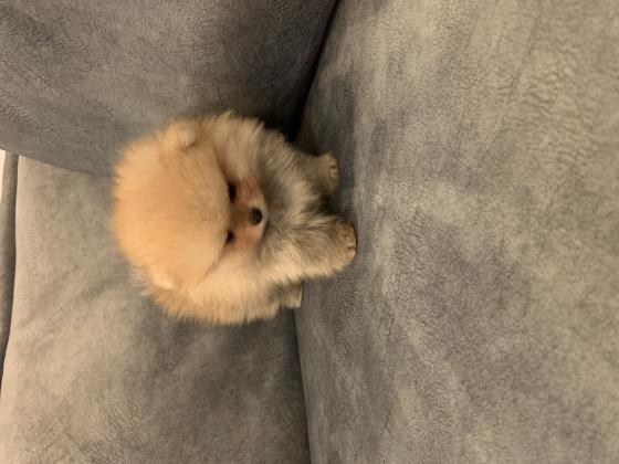 גורי פומרניין דובי בצבע קרם