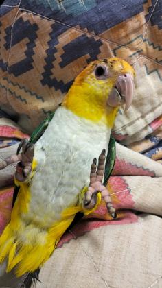 קאיק נקבה ג'ינג'ית גזעית מהממת