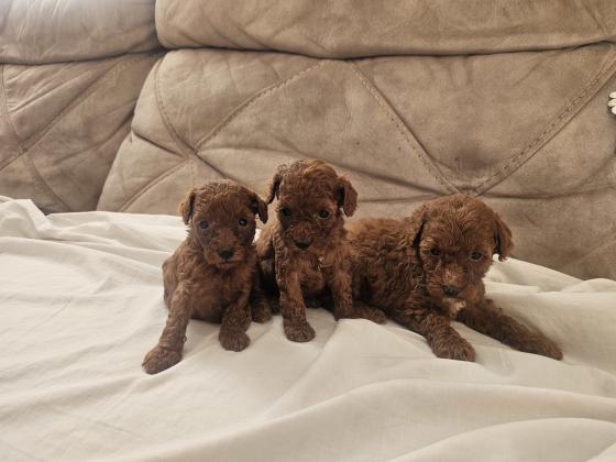 גורים נדירים בני חודש , הורים עם תעודות