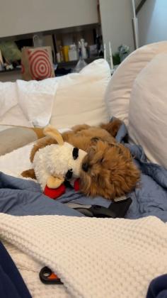 גורי שיפו רמה גבוהה