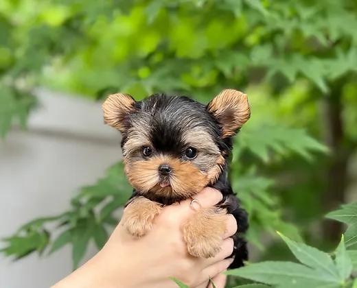 יש לנו גורת יורקשייר טרייר