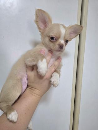 גור צ'וואווה שעיר ארוך ראש