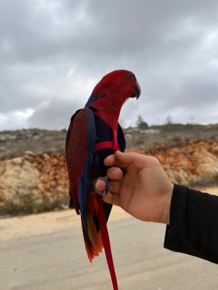 אקלקטוסית בת שלושה וחצי חודשים
