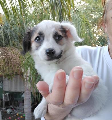 שפיץ מעורבת, בת חודשיים, ננסית,