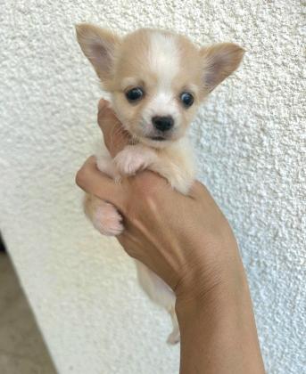 גורי ציוואוואה ננסי קטנים בני