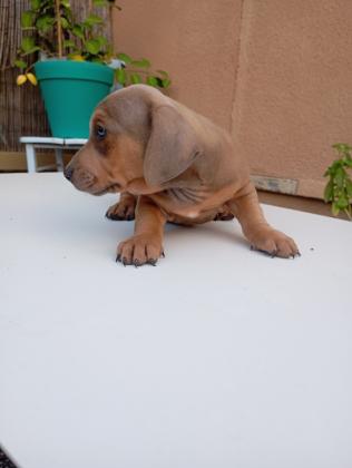 תחש מעורב,אחרי חיסון ראשון ותילוע
