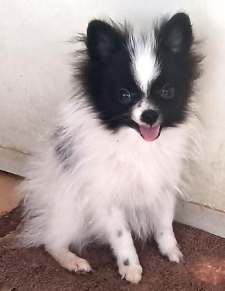 זכר בן 5 חודשים