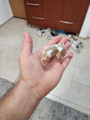 מיני עכברים בני חודשיים למכירה