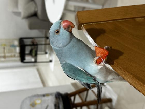 דררה כחולה האכלת יד ברמה גבוהה