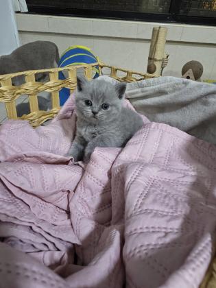 גורים בריטים מהממים , נולדו ב4/10