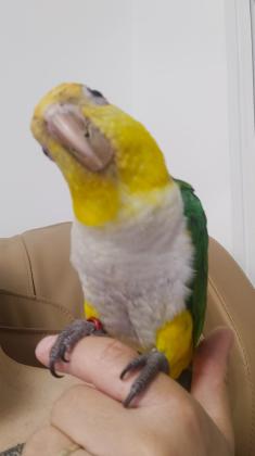 קאיק נקבה ג'ינג'ית גזעית מהממת