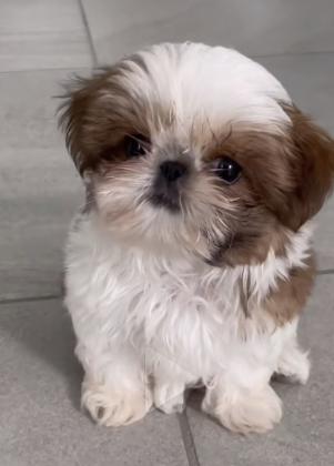 גורי שיצו גזעיים ברמה גבוהה