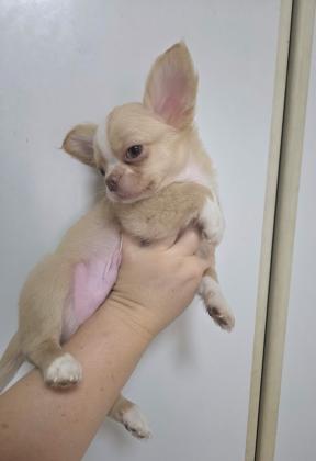 גור צ'וואווה שעיר ארוך ראש